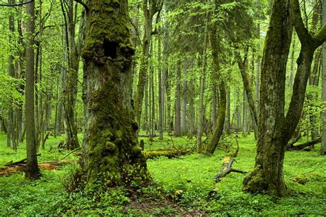 Ancient Forest .